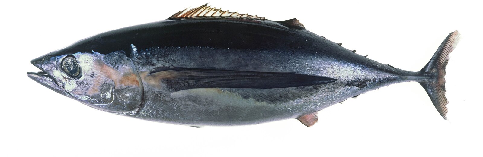 Albacore tuna, whole fish
