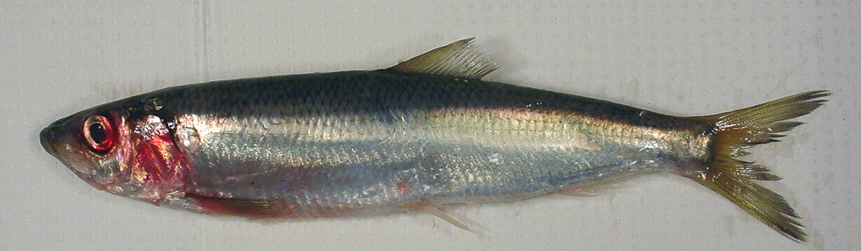 Atlantic herring, whole fish