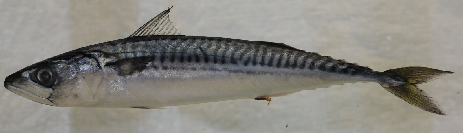 Atlantic mackerel, with dense wavy dark bars on the back