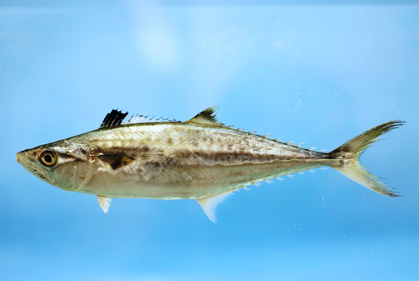 King mackerel, a longer more slender fish without wavy bars
