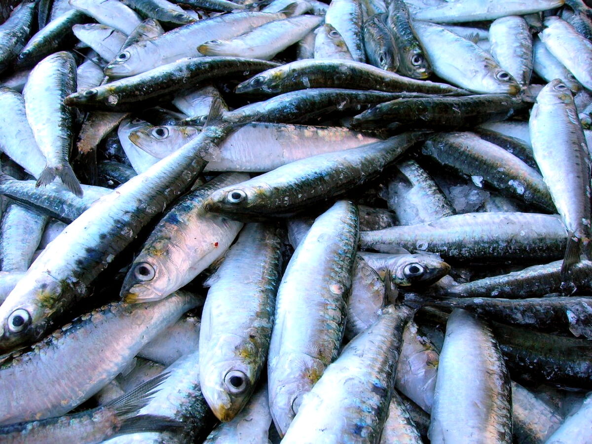 Fresh sardines