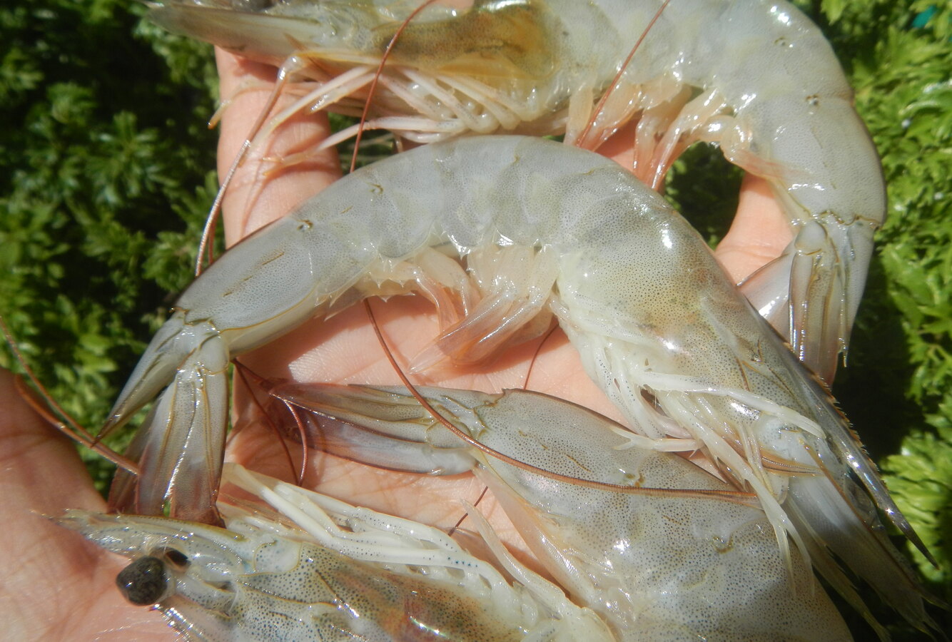 Raw whiteleg shrimp