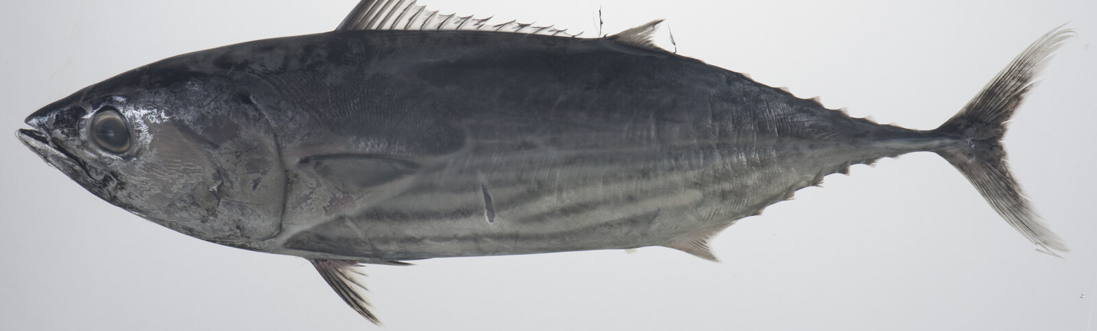 Skipjack tuna, sold as canned light tuna
