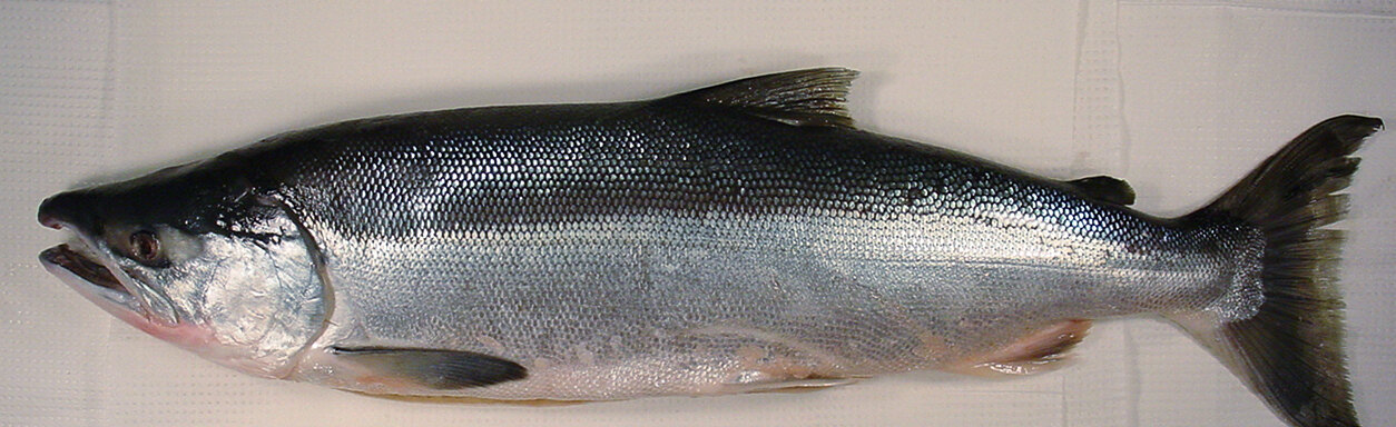 Sockeye salmon, whole fish