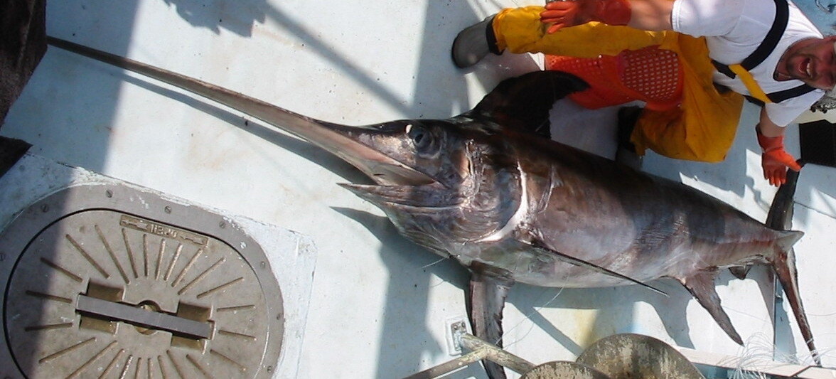 Swordfish, whole fish