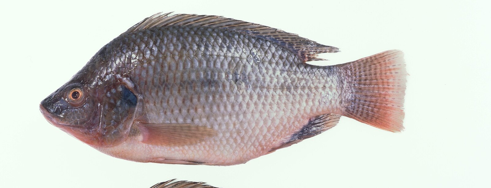 Nile tilapia, whole fish